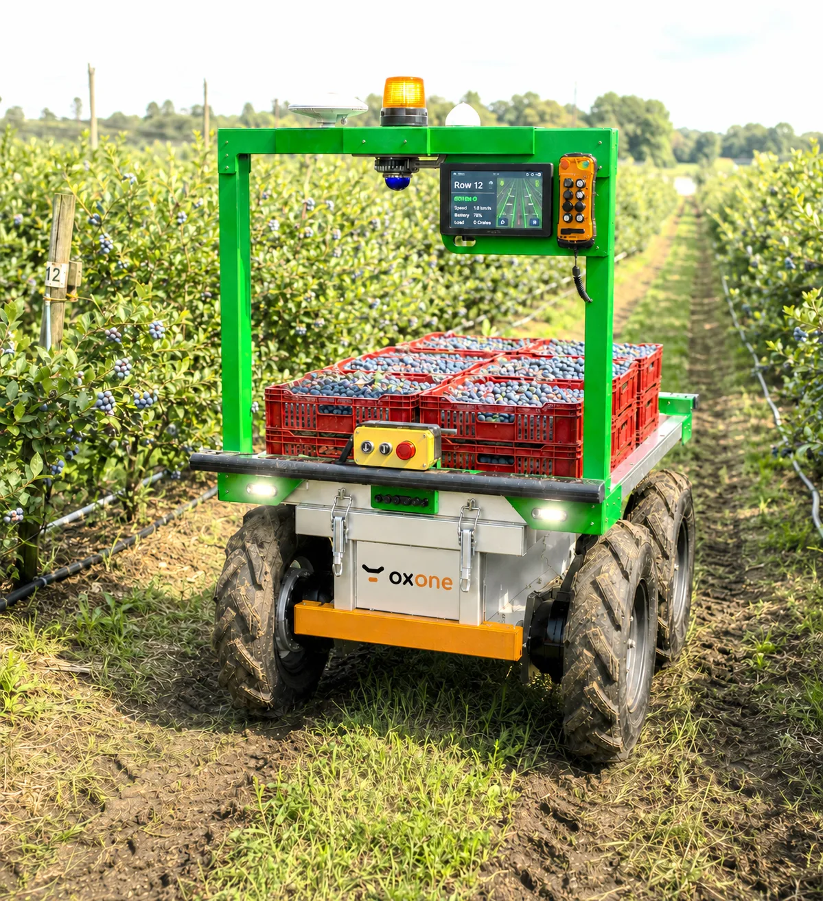 oxone working in a blueberry orchard with crates of fresh harvest