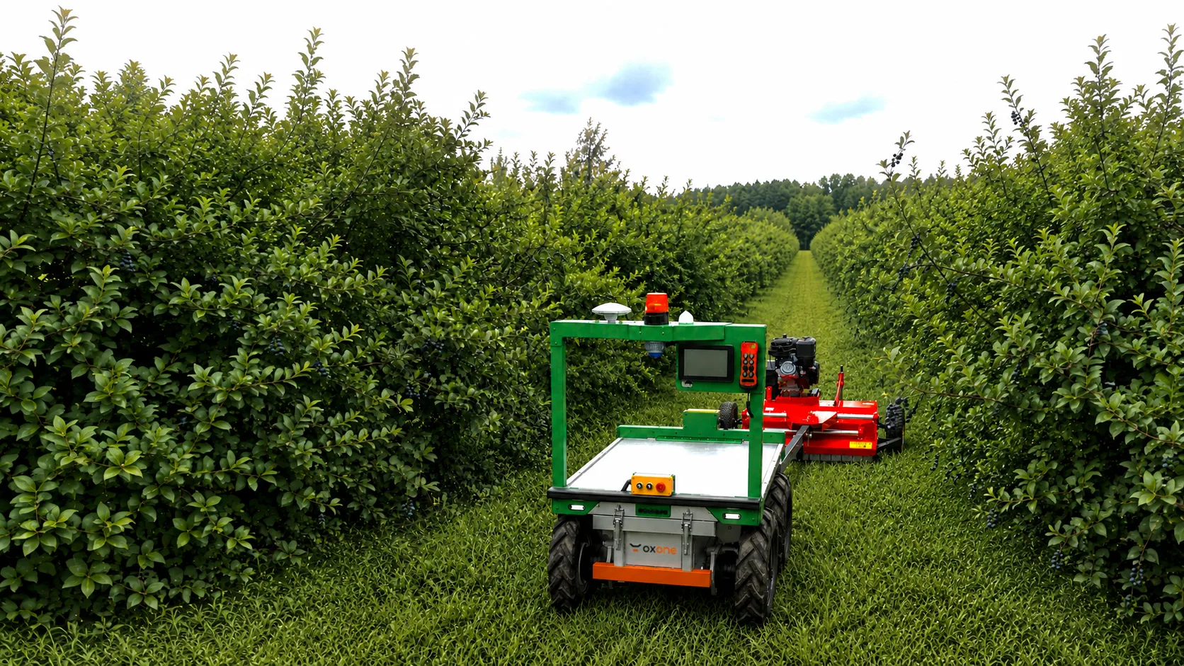 oxone pulling a red Mower attachment between orchard rows